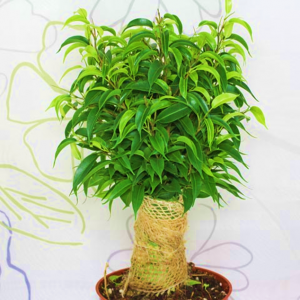 Ficus Natasha