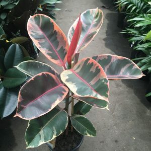 Ficus Ruby