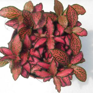 Fittonia Fire