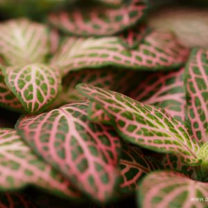 Fittonia Flaming Fire