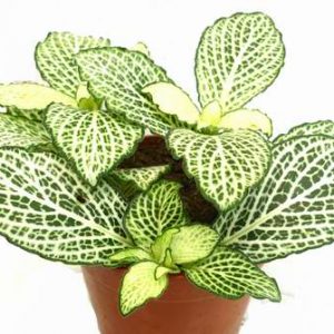 Fittonia Snow Anne