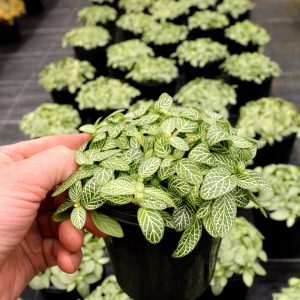 Fittonia White Angel