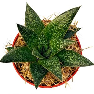 Gasteria flow