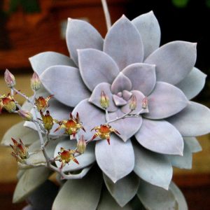 Graptopetalum Pentadandrum