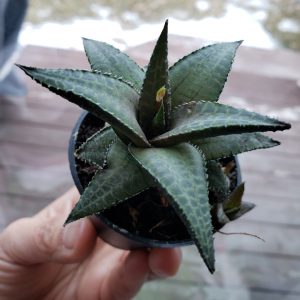 Haworthia Tessellata