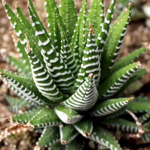 Haworthia Zebra