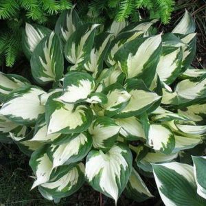 Hosta Loyalist