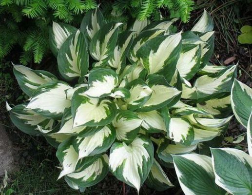 Hosta Loyalist