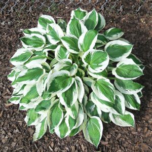 Hosta Minuteman