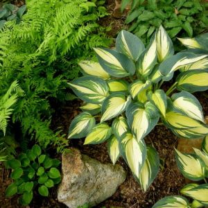 Hosta Remember Me