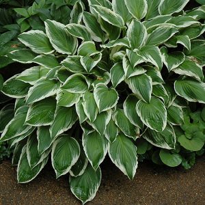 Hosta So Sweet