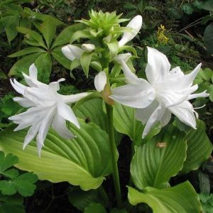 Hosta Venus