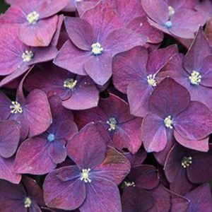 Hydrangea Schroll Deep Purple