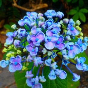 Hydrangea Schroll Popcorn Candy