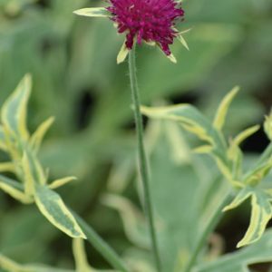 Knautia Thunder and Lightning