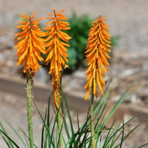 Kniphofia Echo Mango