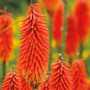 Kniphofia Echo Rojo