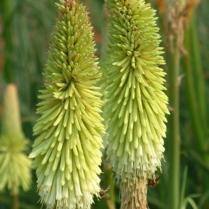 Kniphofia Green Jade