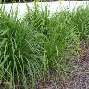 Lomandra Green Allure