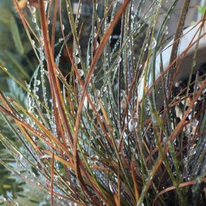 Lomandra Highlight Bronze