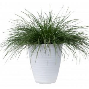 Lomandra Highlight Olive Green