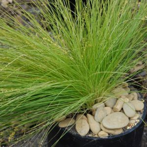 Lomandra Lime Divine