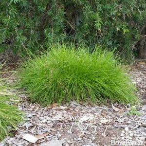 Lomandra Little Con