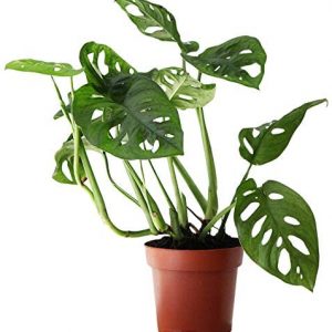 Monstera Adansonii