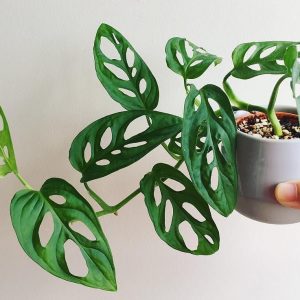 Monstera Adansonii Mini