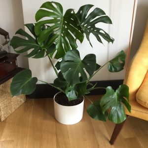 Monstera Tauerii