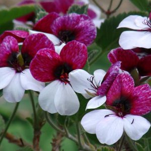 Pelargonium Splendide