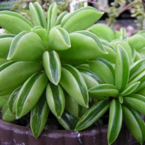 Peperomia Dolabriformis