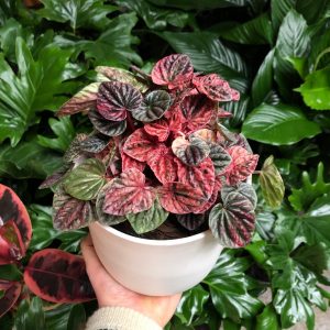 Peperomia Emerald