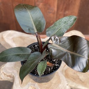 Philodendron Black Cardinal