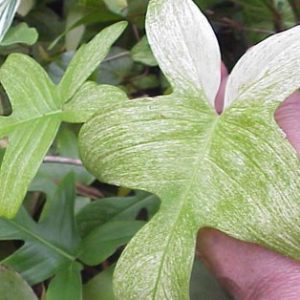 Philodendron Florida Beauty