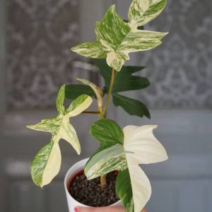 Philodendron Florida beauty Variegated