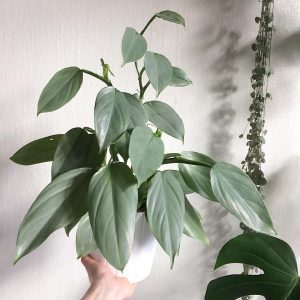 Philodendron Hastatum