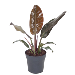 Philodendron Imperial Red