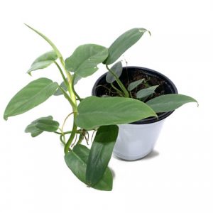 Philodendron Panduriforme