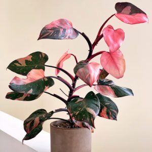 Philodendron Pink Princess