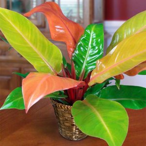 Philodendron Prince Of Orange