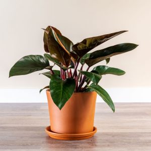 Philodendron Rojo Congo