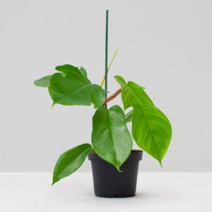 Philodendron Squamiferam