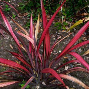 Phormium Bright Bronze Pink