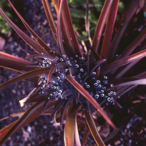 Phormium Bronze Baby