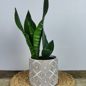 Sansevieria Black Dragon