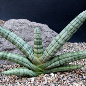 Sansevieria Boncel