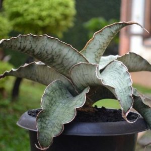 Sansevieria Silver Blue