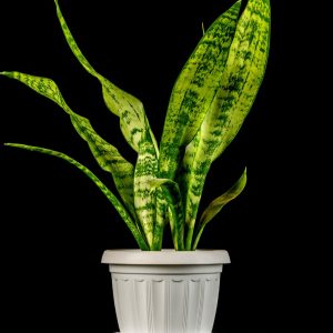 Sansevieria Snake