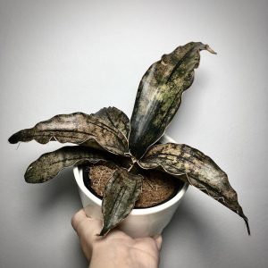 Sansevieria Star